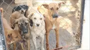 Itapeva (SP) realiza mega evento de adoção de animais neste sábado com incentivos