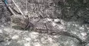 Jacaré de quase 3 metros é capturado em operação conjunta na zona rural de Janduís, RN
