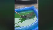 Jacaré é resgatado de piscina infantil em quintal de Manaus por Bombeiros