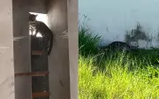 Jaguatirica é capturada dentro de banheiro em condomínio de Franca, SP