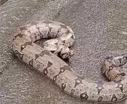 Jiboia de 1,5 metro é resgatada pela Guarda em anel viário de Limeira