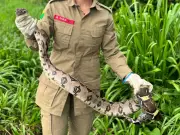 Jiboia de 1,5 metros é resgatada em calçada movimentada de cidade do Acre