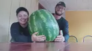 Jovens agricultores colhem melancia gigante de 34 kg no Sudoeste do Paraná