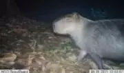 Justiça mantém prisão de seis homens e internação de dois adolescentes por agressão a capivara no Rio