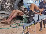 Ladrão é mordido por cão ao pular muro após tentativa de furto de bicicleta em Boa Vista