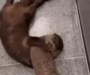 Lontra resgatada em SC exibe comportamento incomum ao buscar carinho de humanos