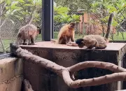 Macaca-prego com diabetes se recupera com dieta e remédio homeopático em Uberaba