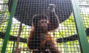 Macaco-prego Fulgêncio, ex-ladrão de ovos, encontra novo lar e se adapta em Bosque de Belém