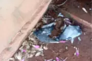 Morador denuncia morte de dezenas de pombos por possível envenenamento em Presidente Bernardes