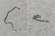 Morador resgata cobra d'água inofensiva na praia de Praia Grande, litoral de SP