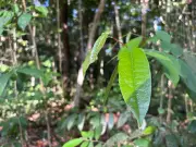 MPF processa projetos de crédito de carbono no Amazonas por violar direitos indígenas