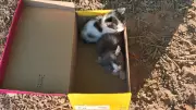 Mulher é indiciada após abandonar filhotes de gato em caixa de sapato que morreram em Arapuá