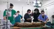 Onça-pintada Jack recebe transfusão de sangue inédita no Brasil em hospital veterinário de SP