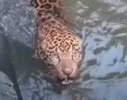 Onça-pintada é resgatada de canal em hidrelétrica de Mato Grosso após oito horas