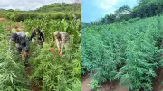 Operação no Piauí descobre plantação de 115 mil pés de maconha em zona rural
