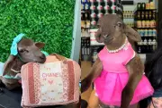 Ovelha Chanel vira pet de luxo em MS com rotina de creche e passeios no shopping