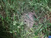 Pai condenado a 21 anos por matar e enterrar filha de 7 meses em São José do Barreiro