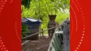 Pescador encontra onça-pintada perto de barco em rancho no Pantanal de Mato Grosso
