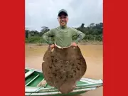 Pescadores capturam arraia gigante ameaçada de extinção no Rio Acre, no interior do AC