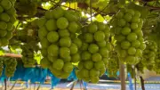 Pilar Moscato: uva gourmet cultivada em SP é mais doce que cana-de-açúcar