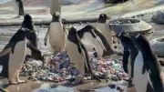 Pinguins de zoológico escocês usam pedras coloridas por crianças em ninhos