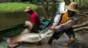 Pirarucu amazônico vira invasor no Lago Paranoá e tem abate autorizado pelo Ibama