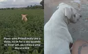 Pit bull pula em plantação de soja para encontrar dono e vídeo viraliza na internet
