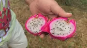 Pitaya transforma economia de Sério (RS) com cultivo orgânico e feira anual