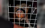 Pitbull é apreendido após ataques a pedestres em Guareí; tutor pode perder guarda
