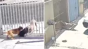 Pitbull foge e ataca três cães em Ponta Grossa; tutor é preso por omissão de cautela