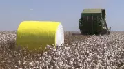 Plantio da safra de algodão no Brasil se aproxima do fim com redução de área