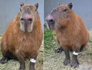 Polícia Civil do RJ prende 6 homens e apreende 2 menores por agressão a capivara