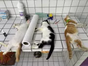 Polícia e CRMV-PB interrompem mutirão de castração irregular em escola de Juripiranga