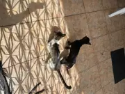 Polícia prende homem em Belém por maus-tratos a mais de 20 gatos, dois mortos