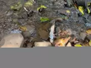 Poluição por dejetos de suínos mata peixes e contamina arroio em Seberi, no Rio Grande do Sul