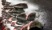 Prefeitura de Manaus inicia distribuição de 100 toneladas de peixe gratuito para famílias vulneráveis