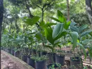 Presidente Prudente lança programa gratuito para plantio de árvores nas calçadas