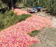 Produtor rural de SC descarta 50 toneladas de ameixa após falha na comercialização