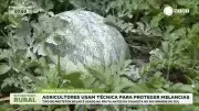 Produtores gaúchos aplicam protetor solar em melancias para evitar danos do sol