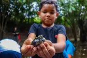 Projeto Pé-de-Pincha devolve 905 filhotes de tracajá à natureza no Amazonas