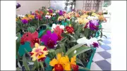 Pátio Limeira Shopping sedia 4ª Feira de Orquídeas com exposição e venda de plantas