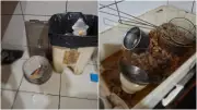 Restaurante em Fortaleza é interditado após encontrar larvas, baratas e alimentos irregulares