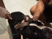 Rio Branco imuniza mais de mil animais em ação especial de vacinação antirrábica