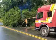 Árvore cai e interdita trecho da rodovia SE-368 em Santa Luzia do Itanhy