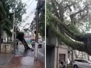 Árvore de grande porte cai sobre clínica oftalmológica no Cambuí, em Campinas