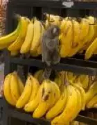 Saguis invadem supermercado no ES e viralizam, alertando para interação entre fauna e cidades