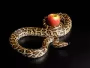 Serpente birmanesa pode inspirar nova geração de medicamentos para emagrecimento