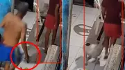 Sobrinho denuncia tio por agredir cachorro com chinelada em Teresina; animal busca adoção