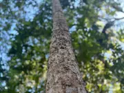 SP oferece curso gratuito de restauração ecológica em quatro cidades do interior