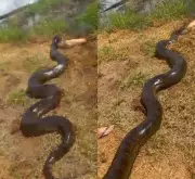 Sucuri gigante captura cachorro em quintal de fazenda em Mato Grosso do Sul